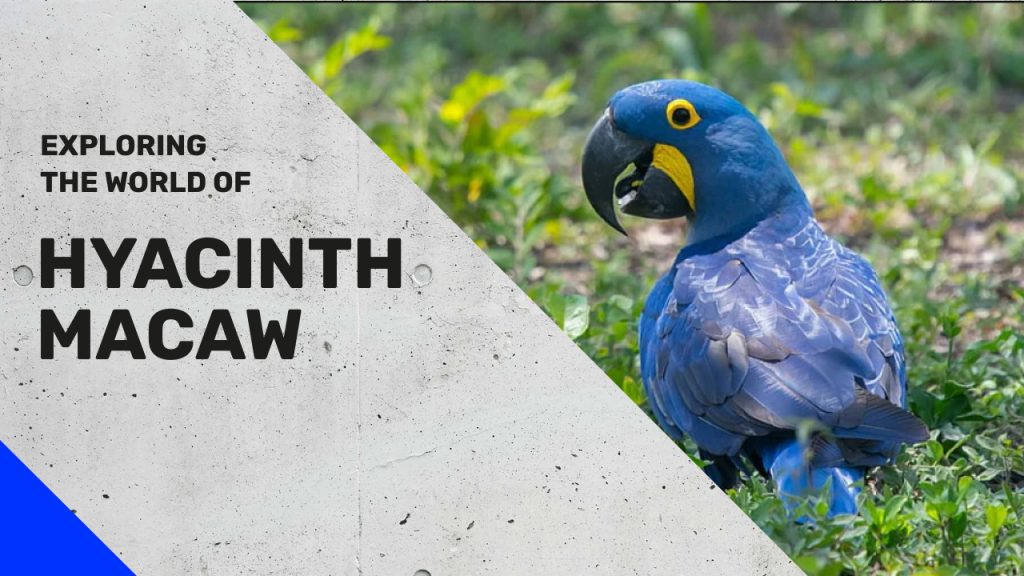 Exploring the world of Hyacinth Macaw