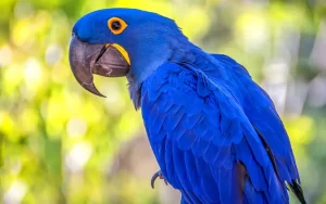 Hyacinth Macaw