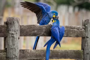 Interesting facts of Hyacinth Macaw