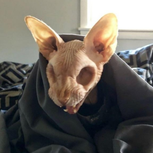 Eyeless sphynx cat