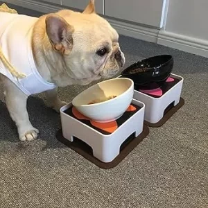 Nutrition and Hydration During Winter for French bulldog