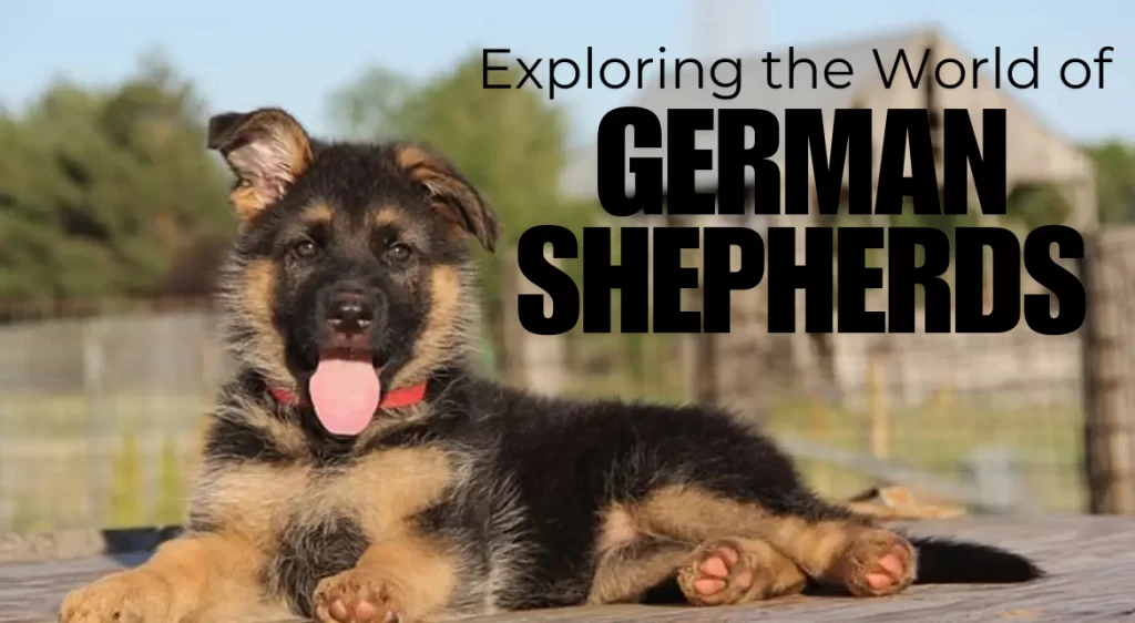 Exploring the World of German Shepherds