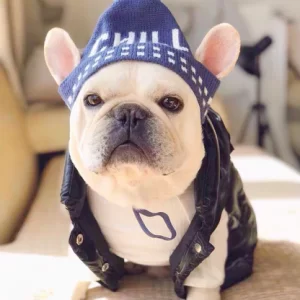 how to keep French bulldogs warm in winter