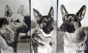 Origin of the German Shepherd