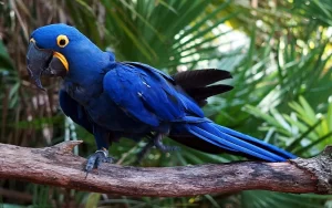 Grooming Tips of Hyacinth Macaw