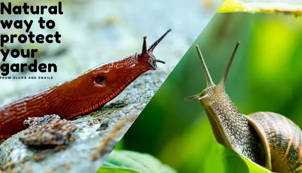 Natural ways to protect your garden from slugs and snails