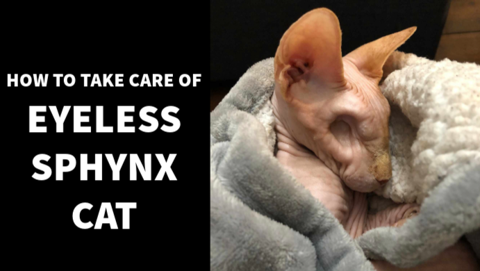 How to take care of eyeless sphynx cat