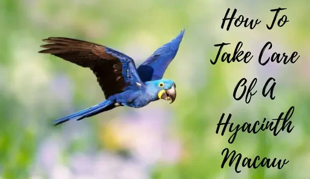 How to take care of a Hyacinth Macaw