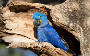 Hyacinth Macaw lifespan