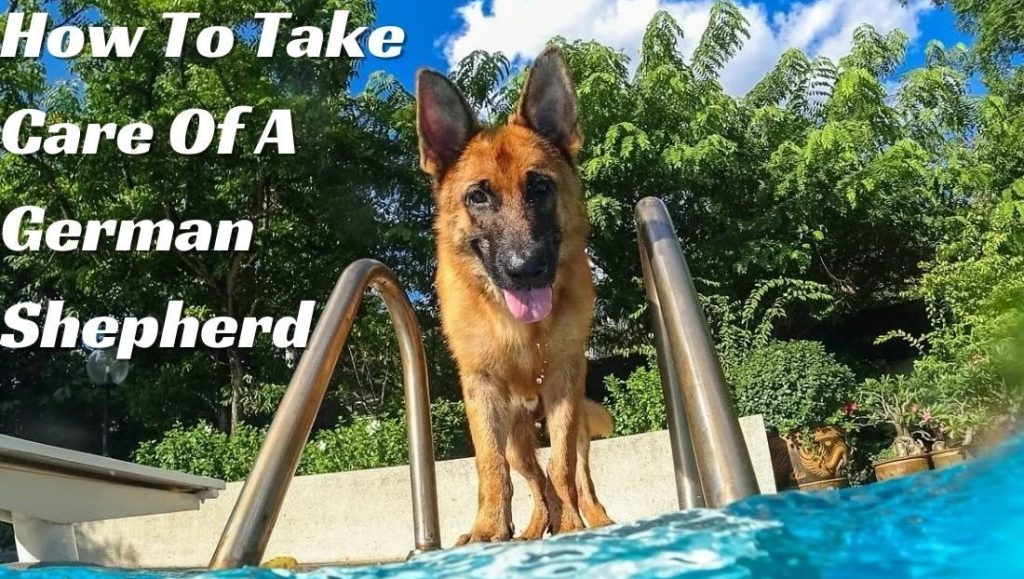 how to take care of German shepherd in summer