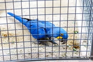 Hyacinth Macaws cage