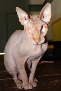 Eyeless sphynx cat