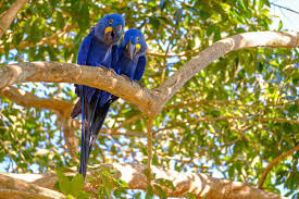 Safe Environment for Hyacinth Macaw