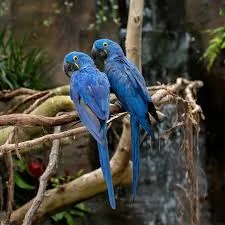 Cleaning and grooming of Hyacinth Macaw