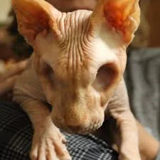 Eyeless Sphynx Cat Scientific name, class, and specie