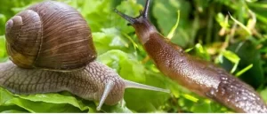 Cleaning and Grooming of Slugs and Snails 