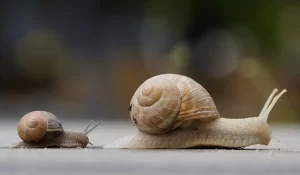 Origin of Slugs and Snails