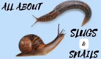 All About Slugs and Snails