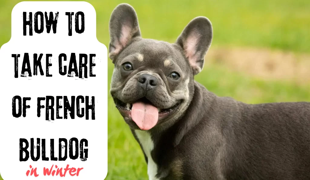 how to take care of French bulldog in winter