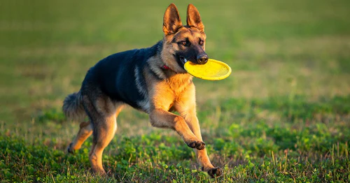 Fun Activities for German Shepherds