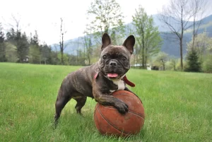 Indoor Fun for French Bulldogs