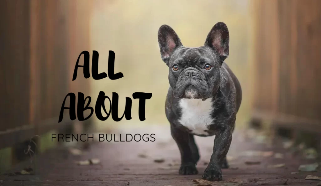 ALL ABOUT FRENCH BULLDOGS