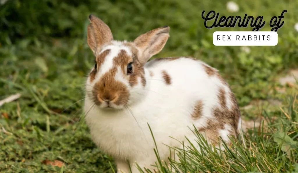 cleaning of rex rabbits