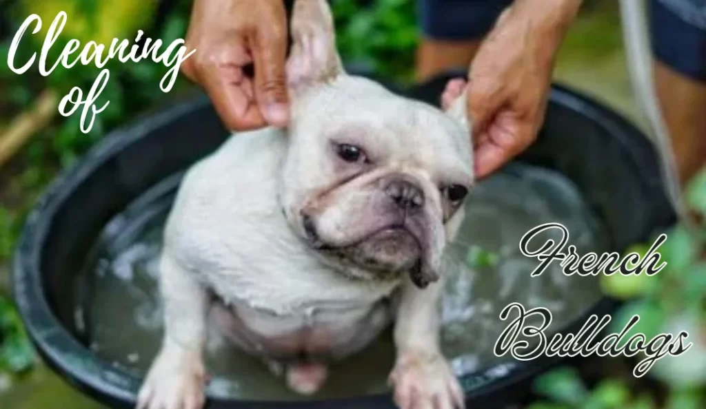 cleaning of French Bulldogs