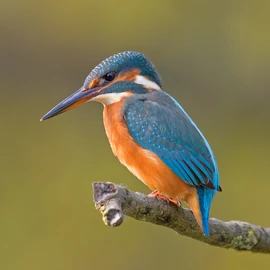 Physical Appearance of Common Kingfishers 