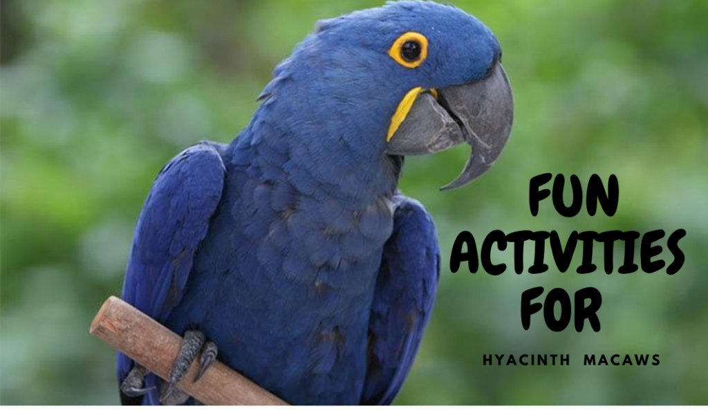 Fun Activities for Hyacinth Macaws