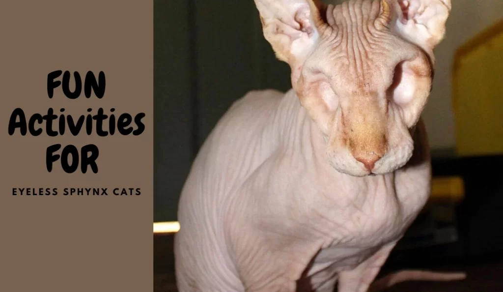 Fun Activities for Eyeless Sphynx Cats