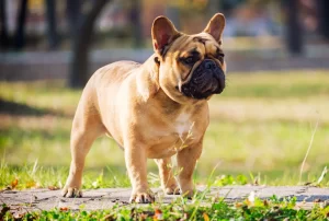 height and weight of French bulldog