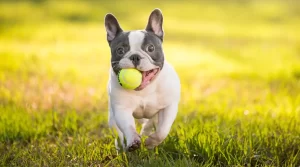 fun activities for French bulldogs