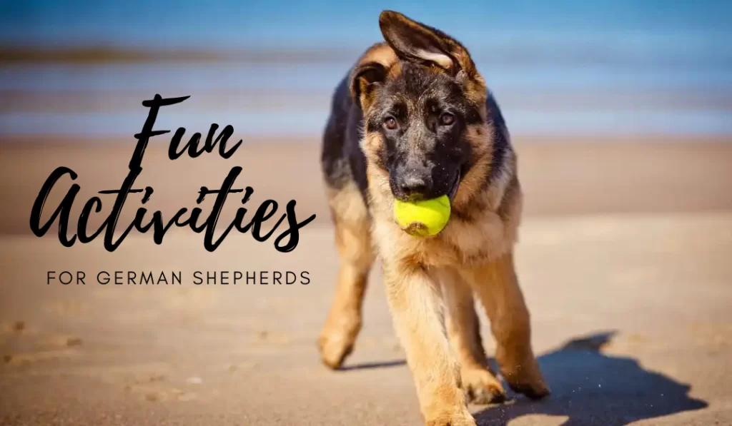 fun activities for German Shepherds