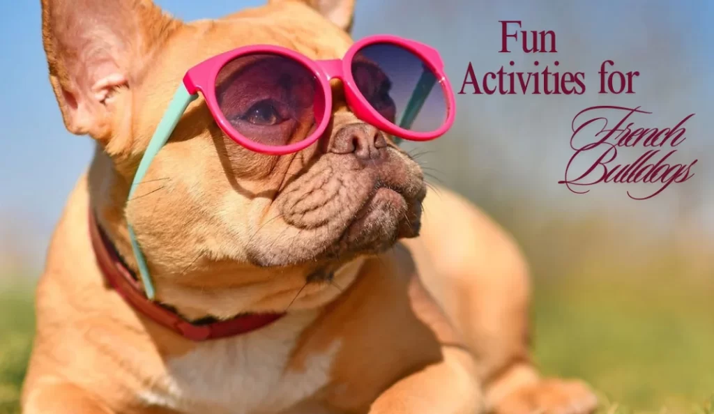 fun activities for French bulldogs