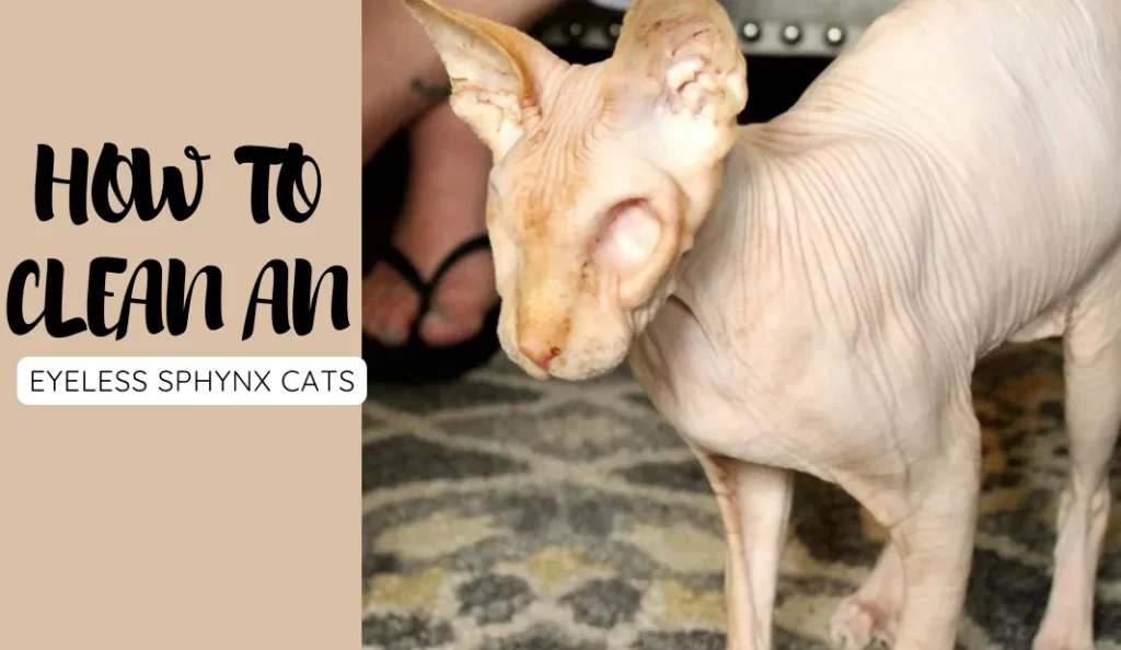 how to clean an Eyeless Sphynx Cats