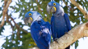 Benefits of Regular Cleaning for Your Macaw