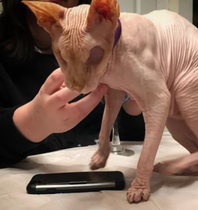 Cleaning the Skin of Eyeless Sphynx Cats