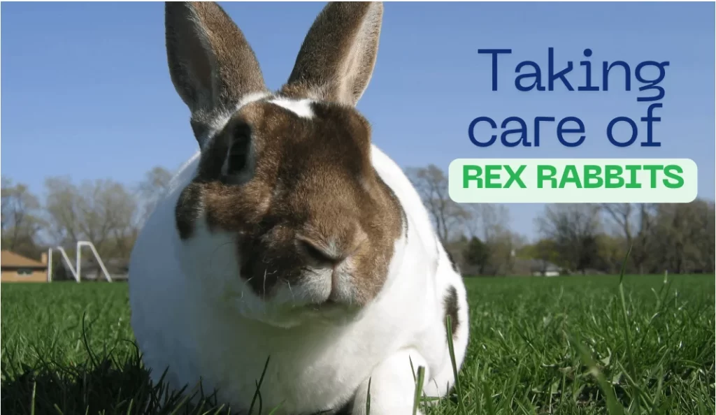 taking care of rex rabbits