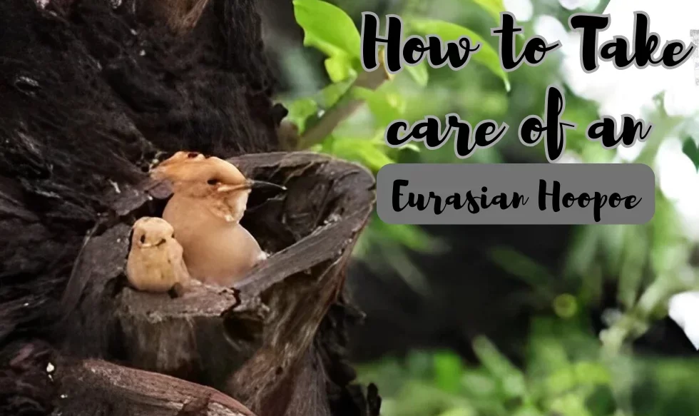 How to Take Care of an Eurasian Hoopoe