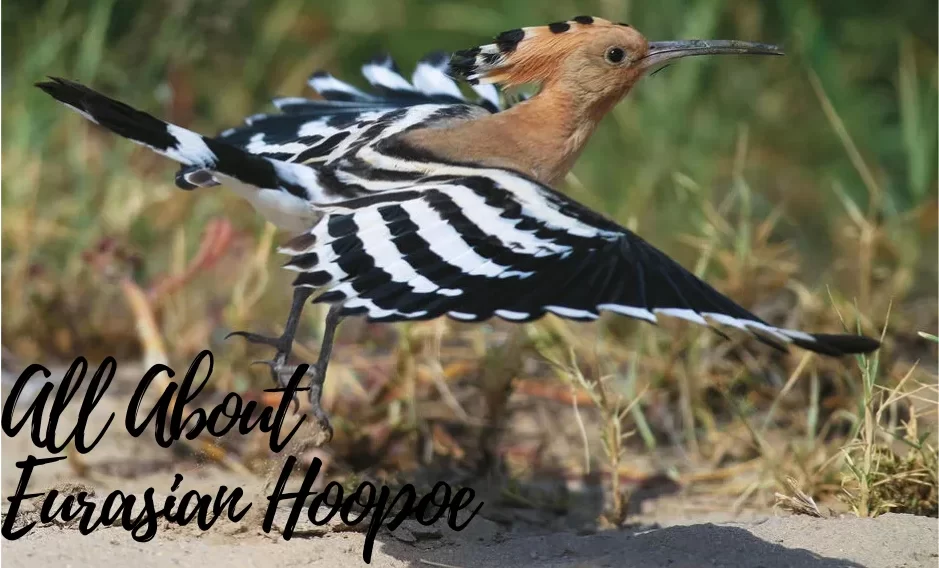 All About Eurasian Hoopoe