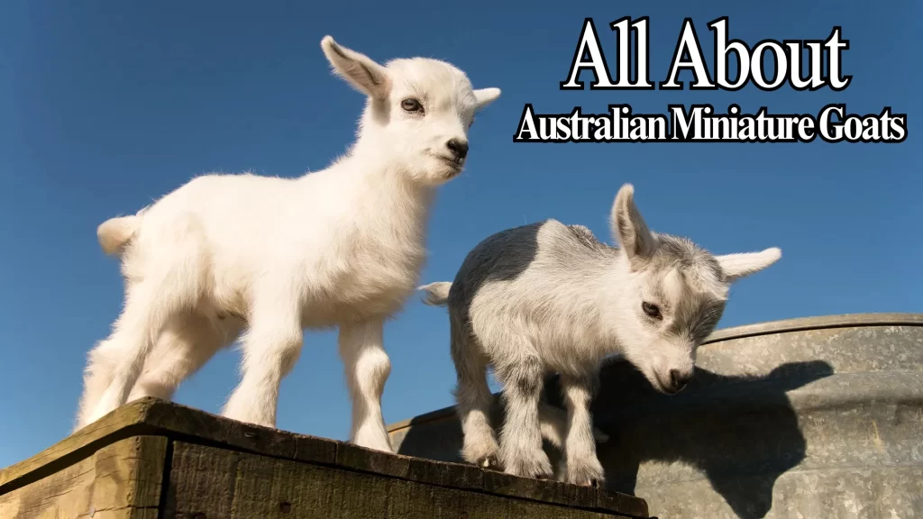 All About Australian Miniatures Goats