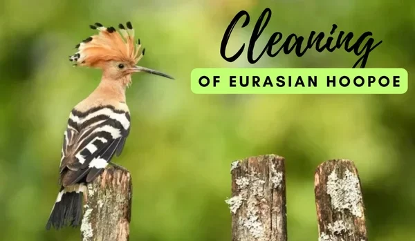 Cleaning of Eurasian Hoopoe