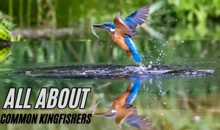 All About Common Kingfishers