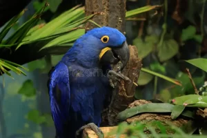 Important Tips for Cleaning Hyacinth Macaw Feathers