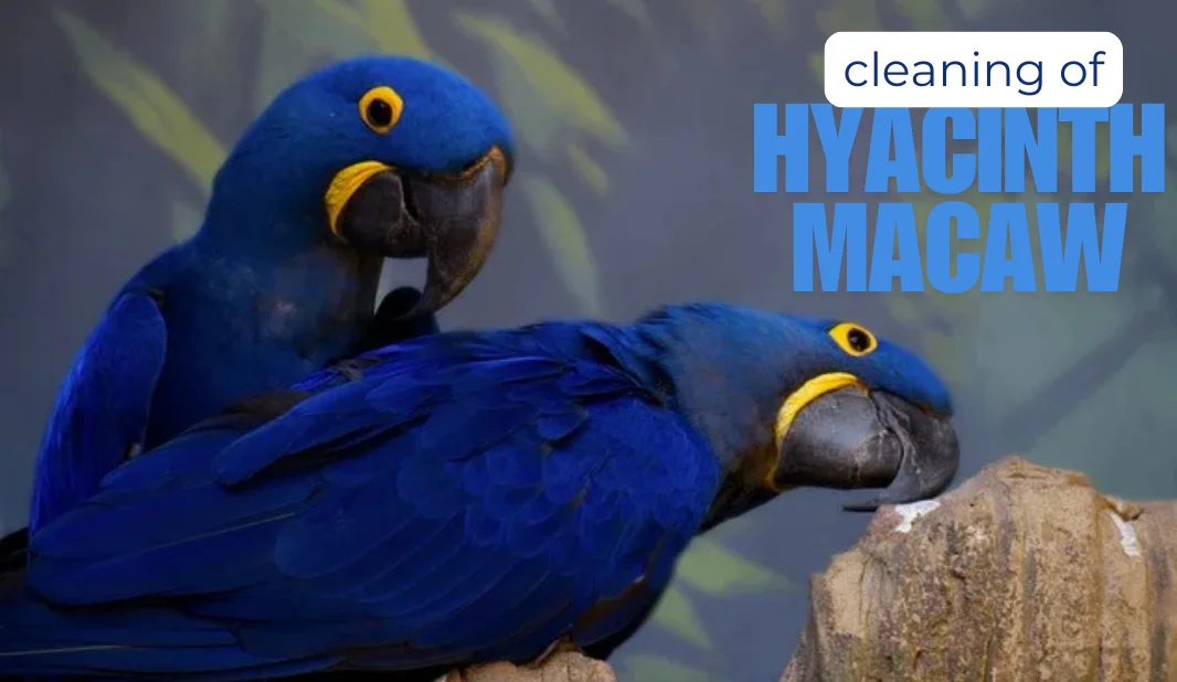 Image showcasing Cleaning of Hyacinth Macaw