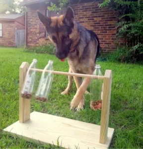 Water Bottle Game for German Shepherds 