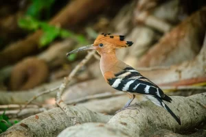 Eurasian hoopoe