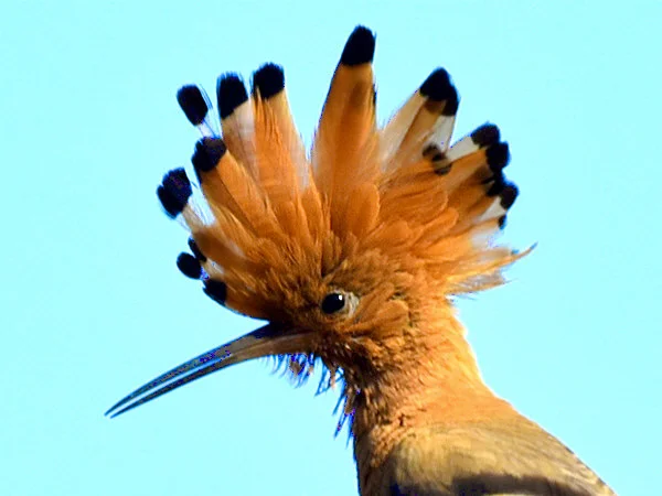Eurasian Hoopoe