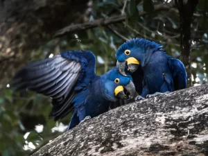 Interactive Toys for Hyacinth Macaws